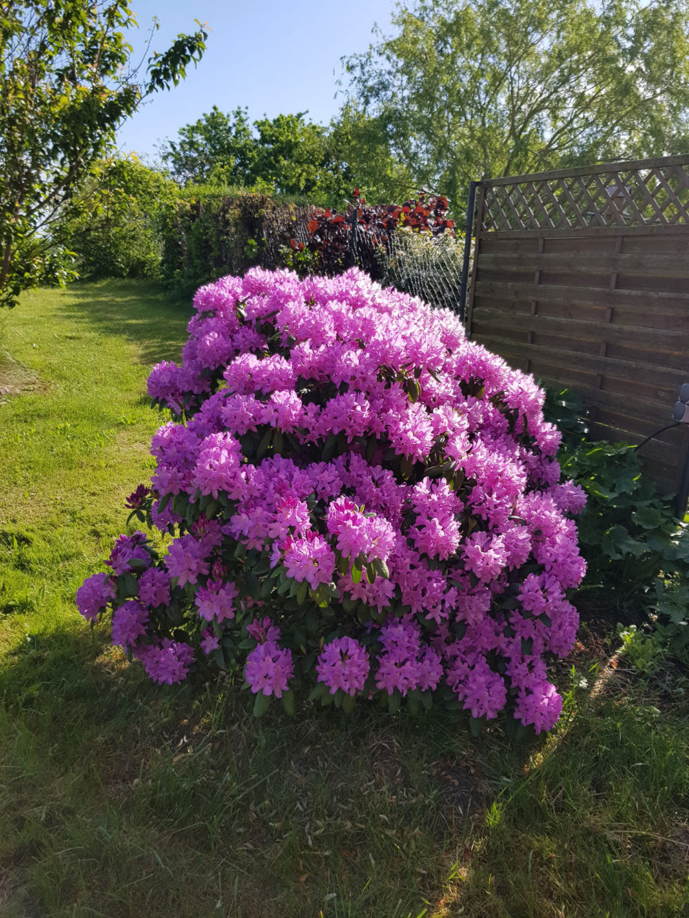 ferienhaus-am-salzhaff-seegang-garten-02