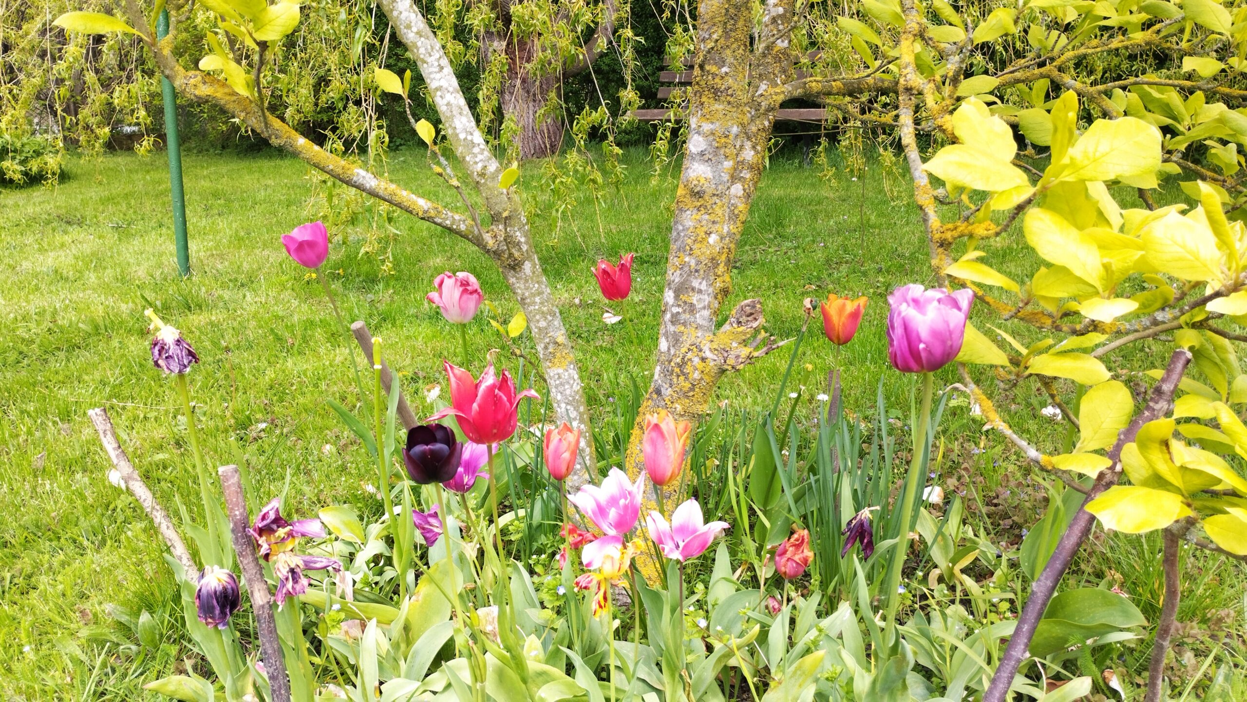 Tulpen-im-Garten-Ferienhaus_Ostsee Tulpen-im-Garten-Ferienhaus_Ostsee
