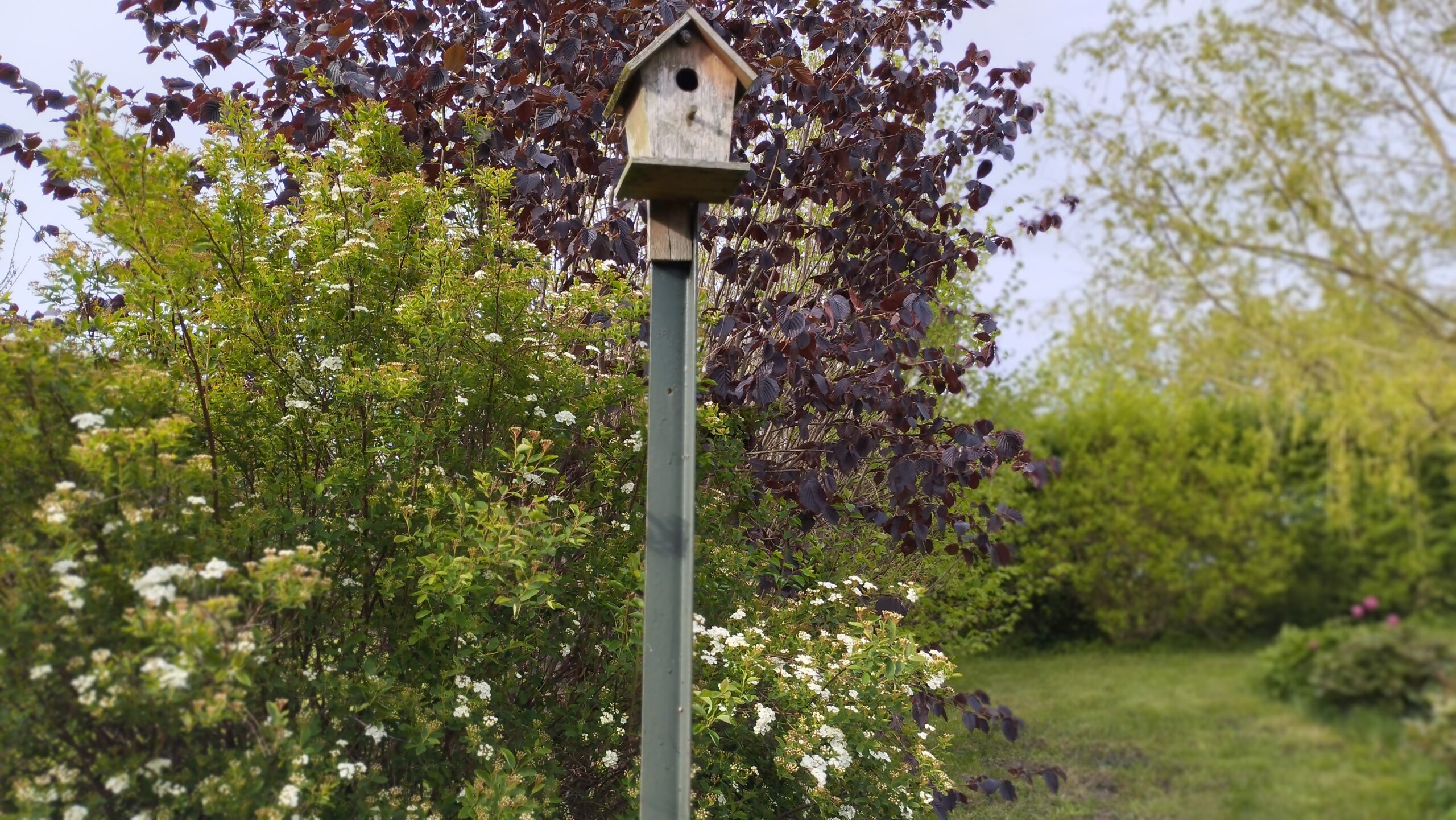 Vogelhaus-im-Garten-Ferienhaus-Ostsee Vogelhaus-im-Garten-Ferienhaus-Ostsee