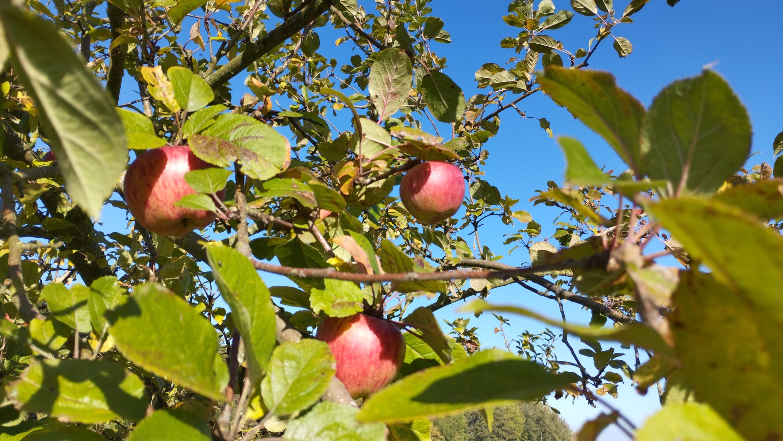 Apfelbaum-im-Garten-Ferienhaus-Ostsee Apfelbaum-im-Garten-Ferienhaus-Ostsee
