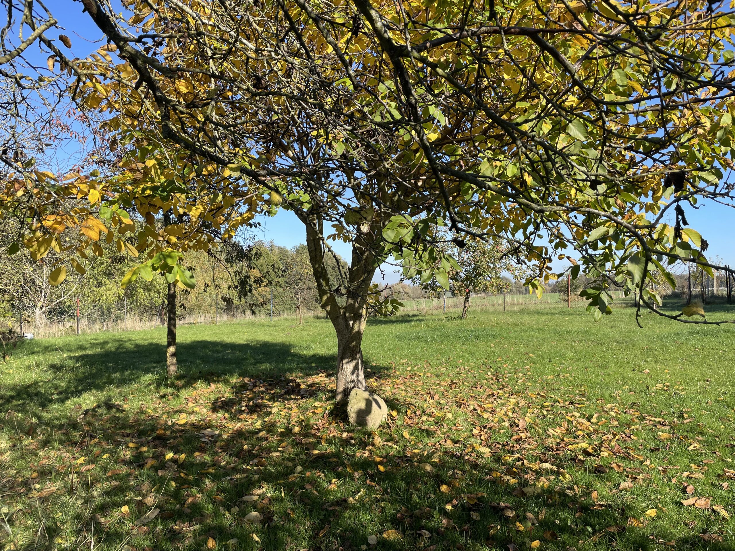 Wiese2-im-Garten-Ferienhaus-Ostsee Wiese2-im-Garten-Ferienhaus-Ostsee