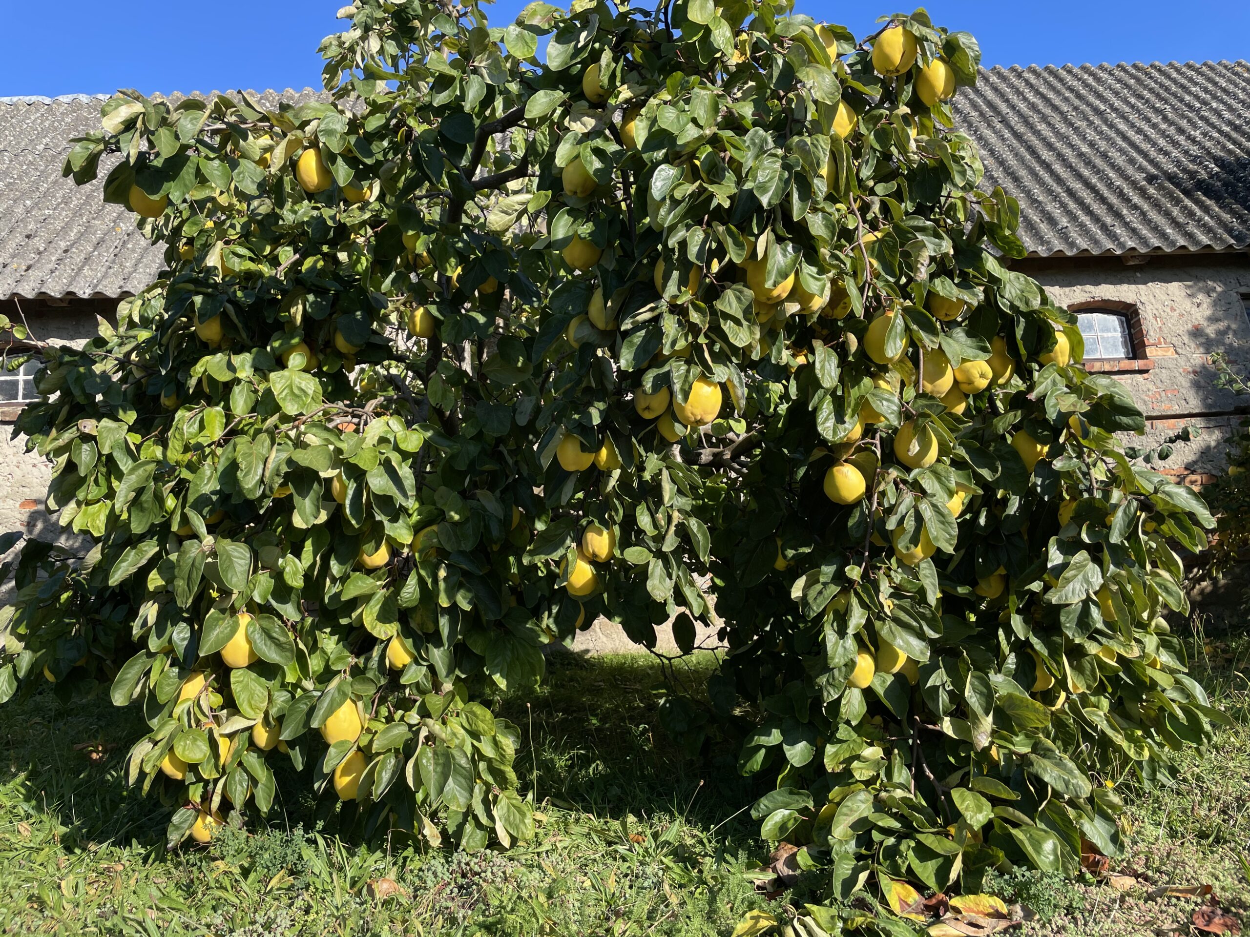 Quittenbaum-im-Garten-Ferienhaus-Ostsee Quittenbaum-im-Garten-Ferienhaus-Ostsee