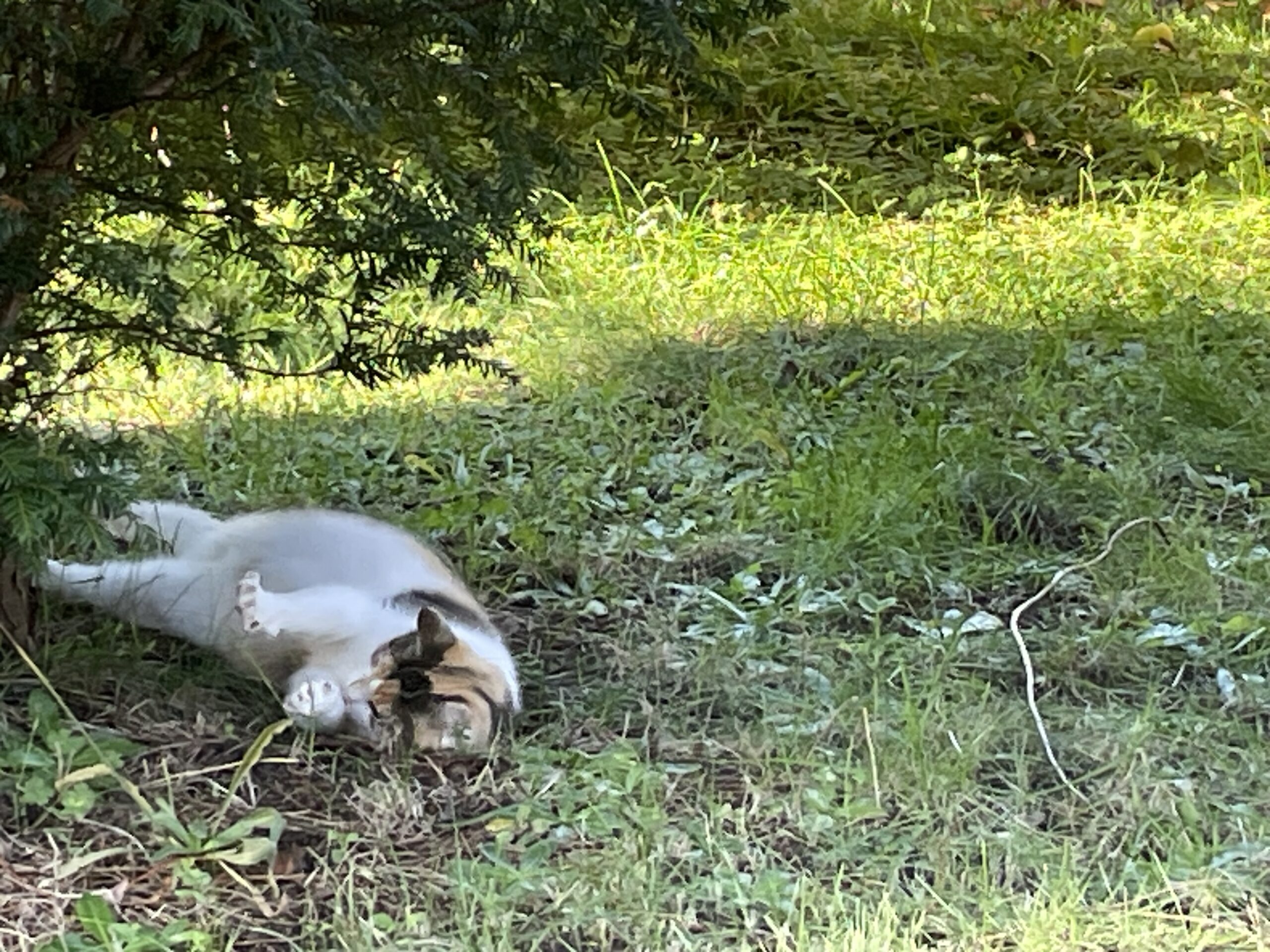 Katze-im-Garten-Ferienhaus-Ostsee Katze-im-Garten-Ferienhaus-Ostsee